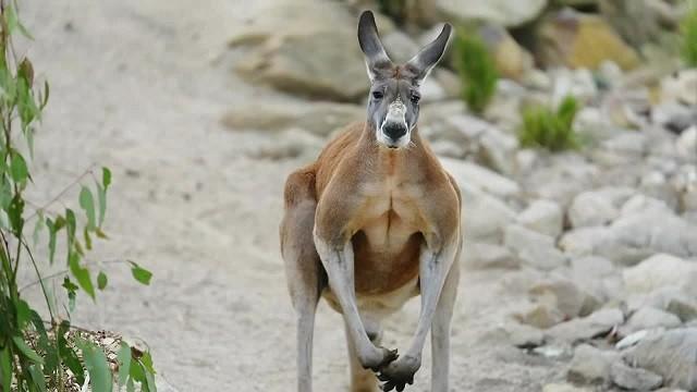 Tree Roo