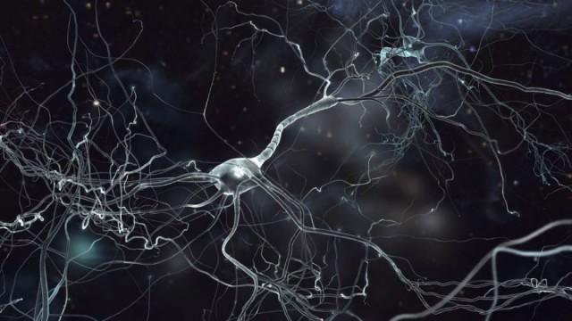 Neuroplasticity: Your Flexible Brain