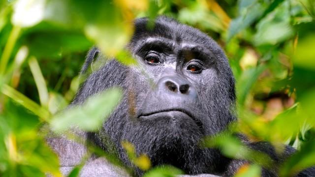 faccia a faccia con i GORILLA in Uganda