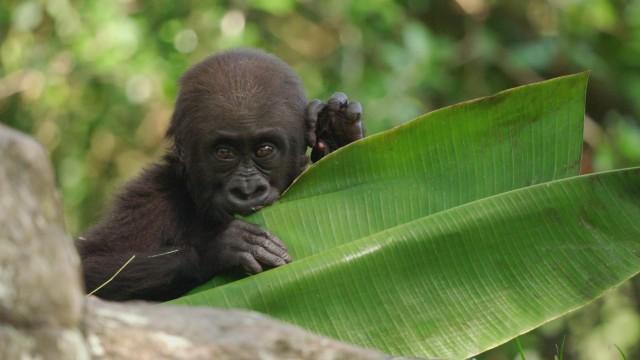 Gorilla Divemaster