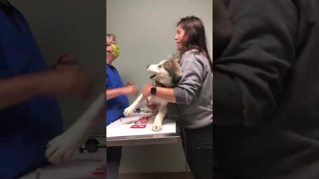 The Most Dramatic Husky #shorts