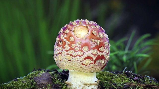 The Disturbing Power of Fungi
