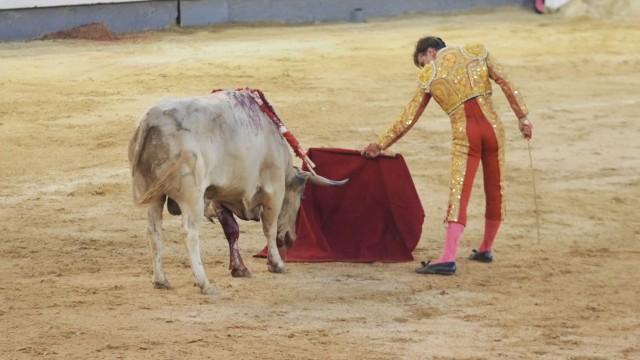 Der Stier soll leben – Spanier wenden sich gegen den Stierkampf