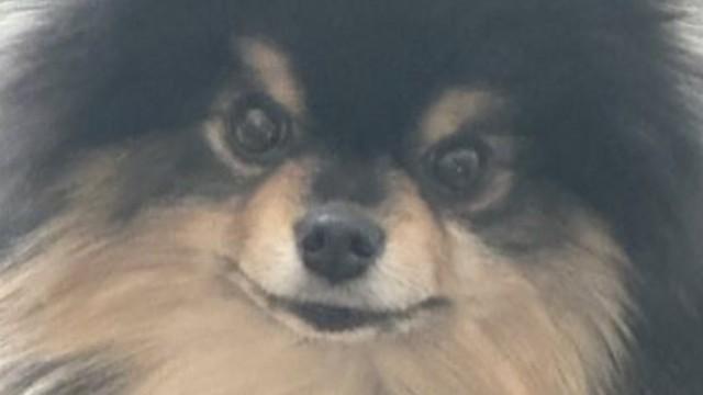 hi