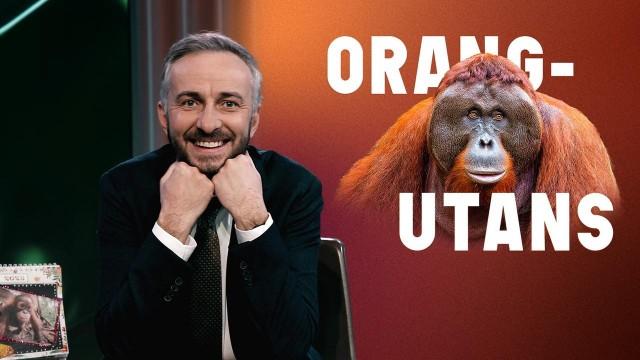 Orang-Utans - gefährdete Champions