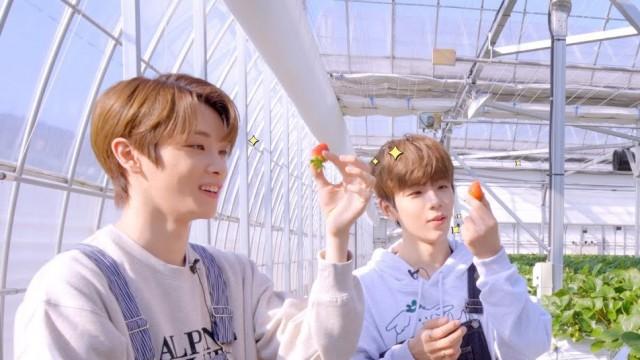 I wish I had a strawberry farm at my house too | SungSho?! Ep.6