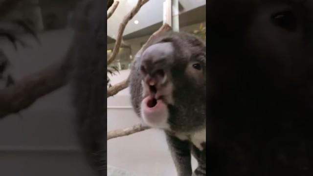 Koalas are Evil