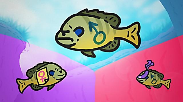 The Weird Sex Lives of Bluegills