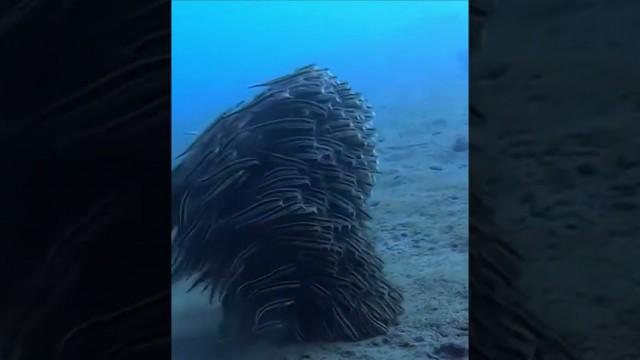 A Mesmerizing Fish Cloud