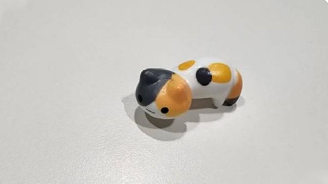 i'm your tricolored cat