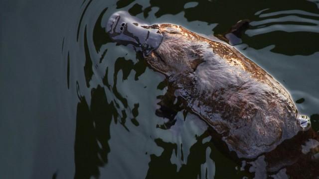 Pourquoi l'ornithorynque ?