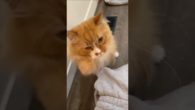 A cat with no limbs