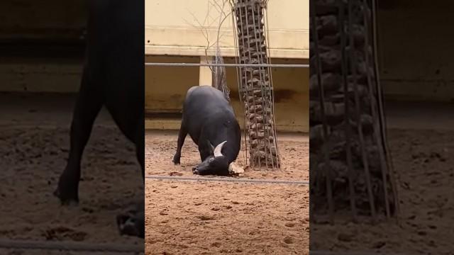 Bull Saves a Turtle's Life