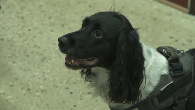 Gizmo the dog picks up a trail