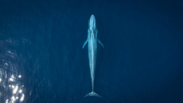 The Gray Whale