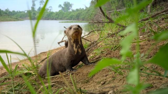 The Giant Otter