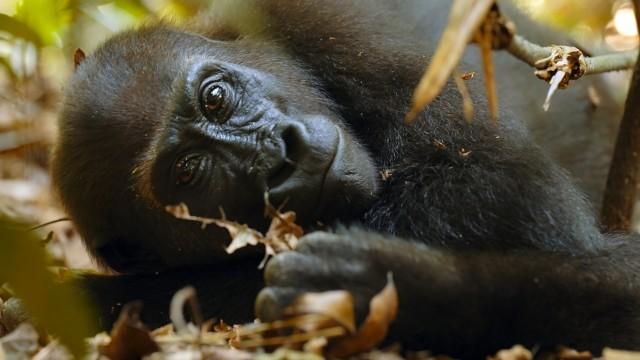 The Gorilla