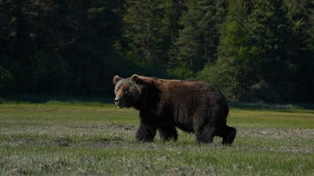 The Brown Bear
