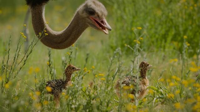 The Ostrich