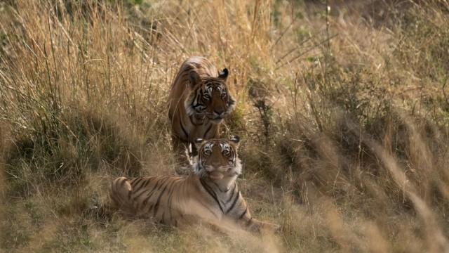 The Tiger