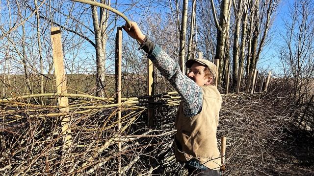 Hedgelaying and the Netherlands