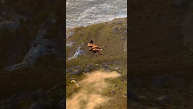 Bird Glitches Through Reality