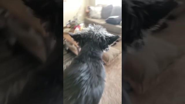 How to Punish Your Dog