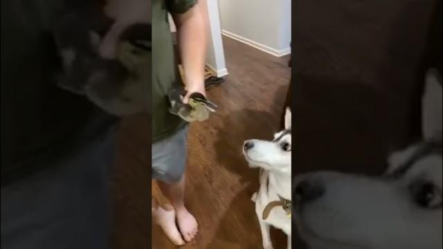 Never Trust a Duck