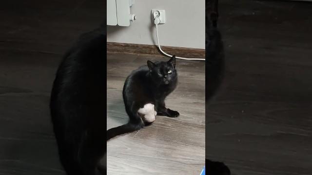 Cat Forgot It Doesn't Have Legs