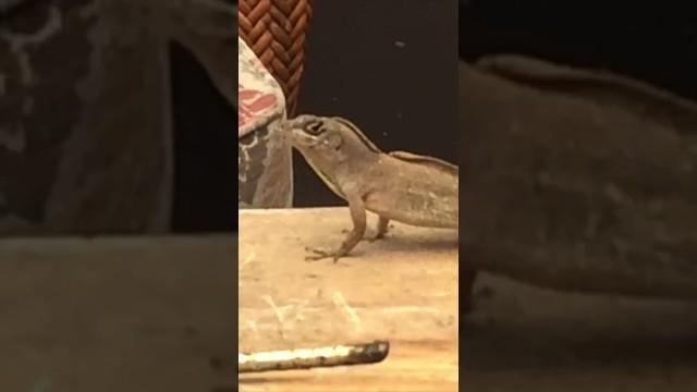 Lizard Forgets How to Walk