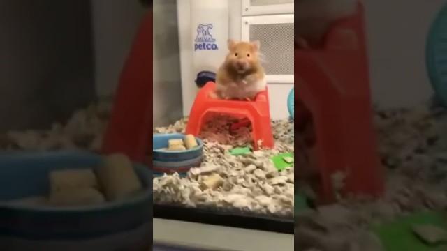 A Hamster with 2 Brain Cells