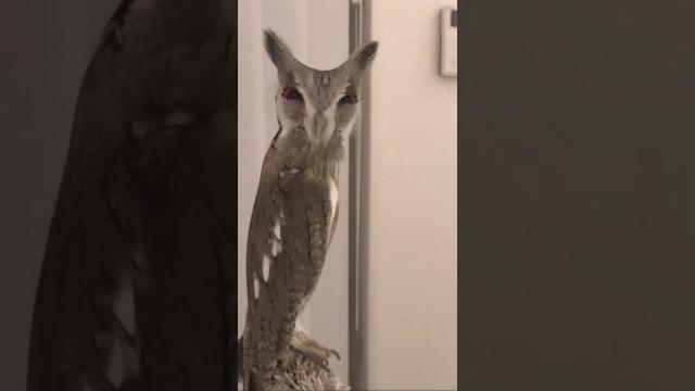 A Very Skinny Owl
