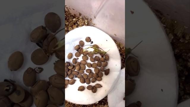 The Most Awkward Way to be Born