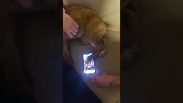 Dogs Were Made for This