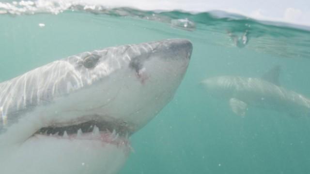 Mega Sharks of Dangerous Reef