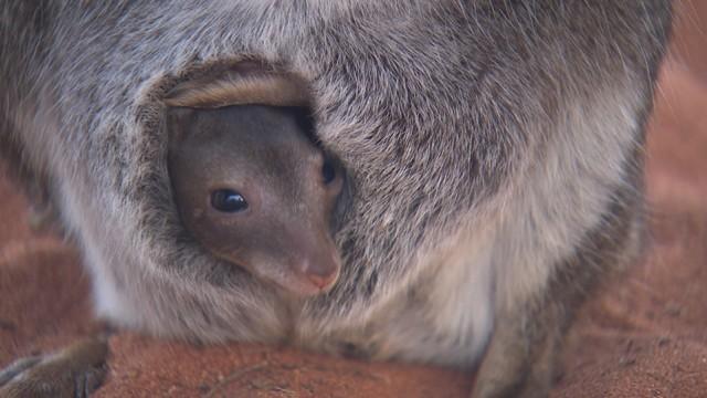 キュートな赤ちゃん！動物の家族の物語