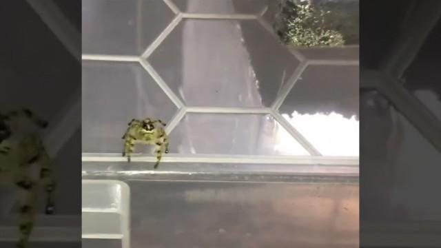 Spiders That Can Teleport