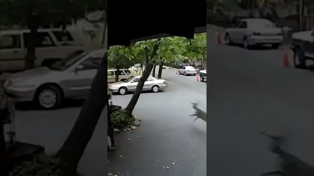 Deer Gets Hit by Parked Car