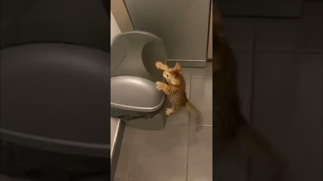 Cat Takes Out the Trash