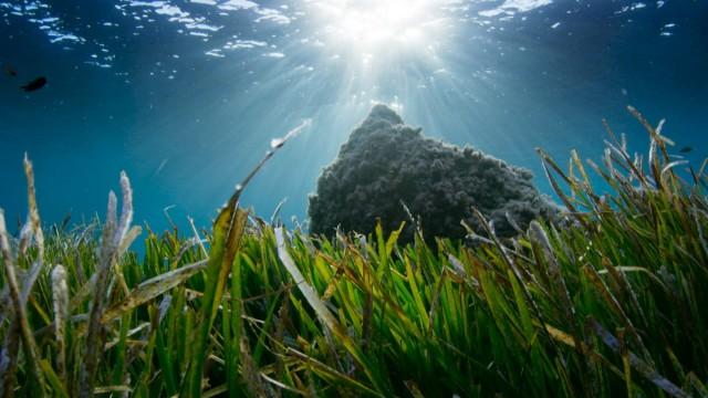 Planète verte - Mondes aquatiques