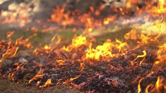 Wildfires - How can forests be saved in the climate crisis?