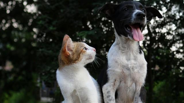 Les chiens sont-ils plus intelligents que les chats ?