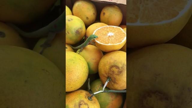 Lizards Take Over Supermarket