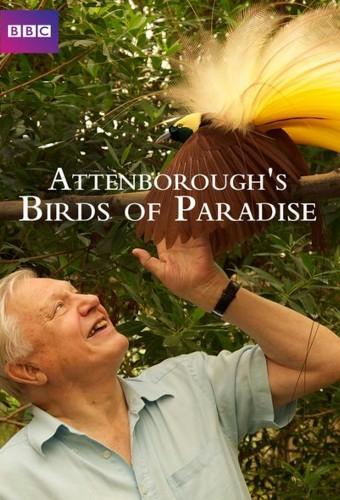 Attenborough's Paradise Birds