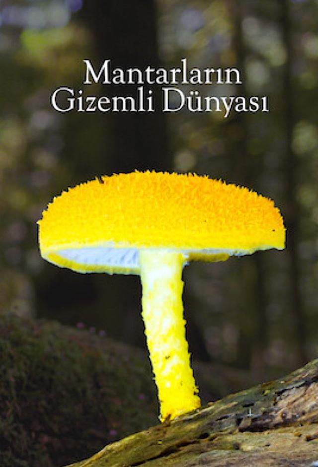 Fantastic Fungi