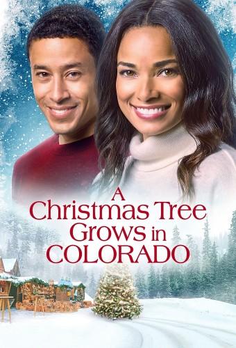 A Christmas Tree Grows in Colorado