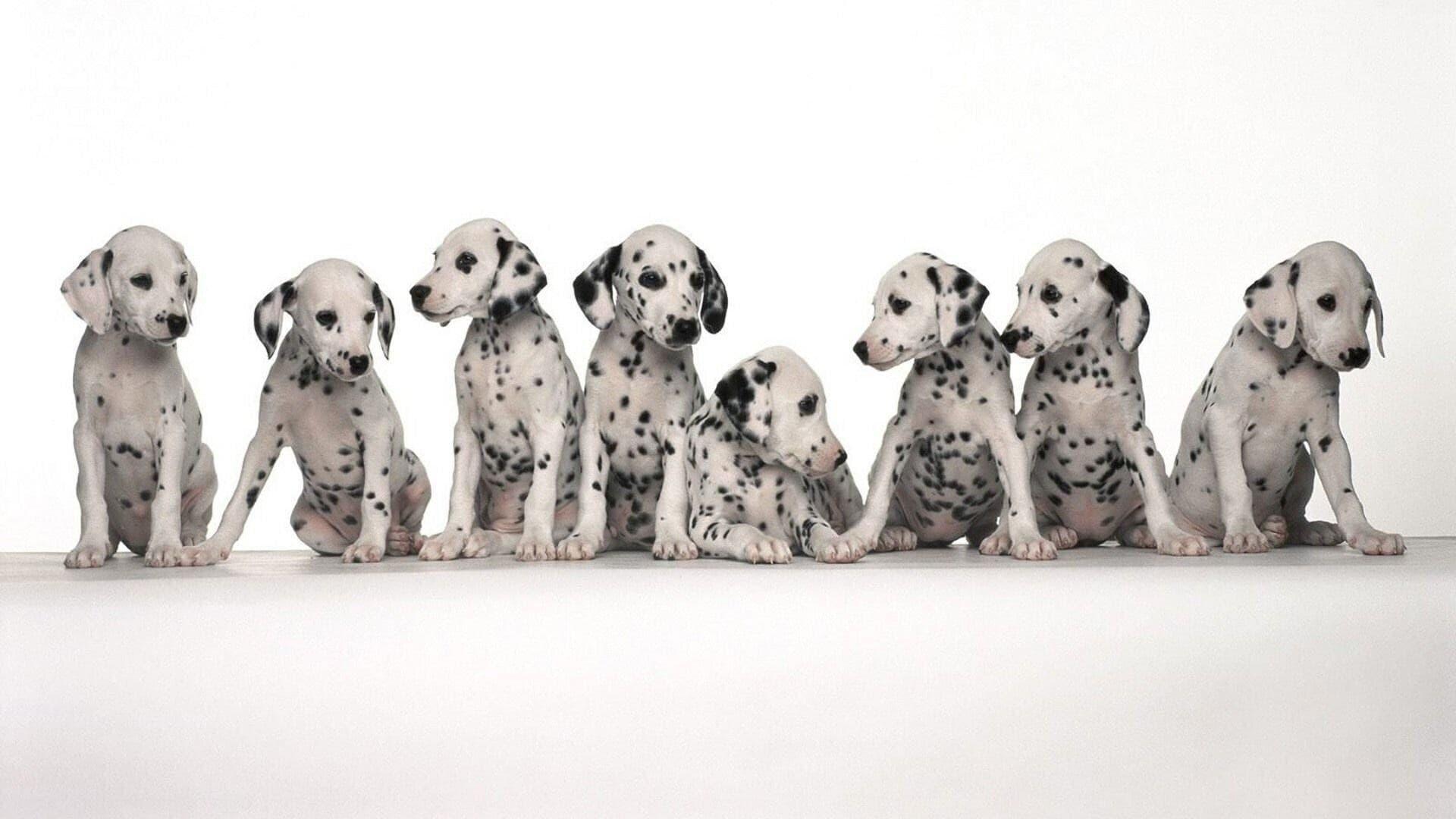 101 Dalmatians