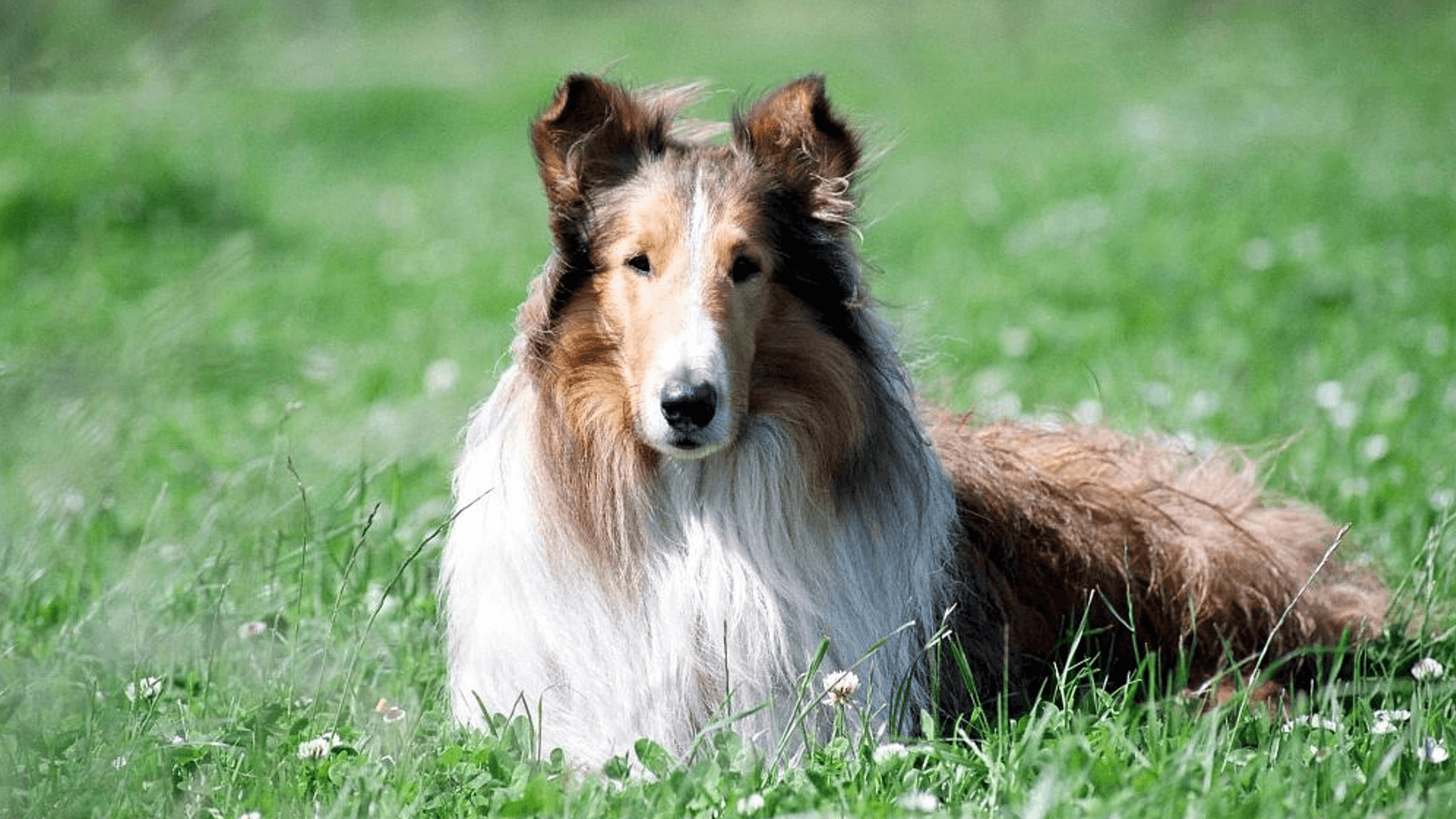 Lassie