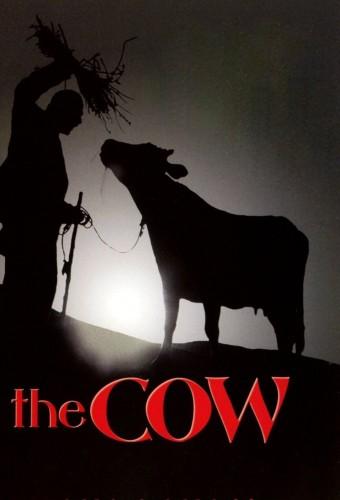 The Cow