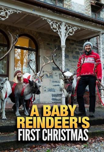 A Baby Reindeer's First Christmas